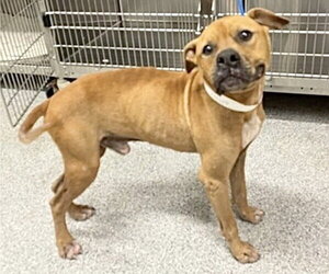 Staffordshire Bull Terrier-Unknown Mix Dogs for adoption in Houston, TX, USA