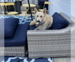 Small #1 Mutt