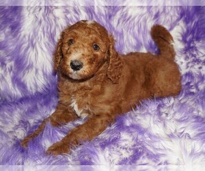 Labradoodle Puppy for sale in LA HABRA, CA, USA