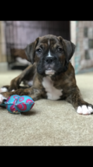 Boxer Puppy for sale in ORWIGSBURG, PA, USA
