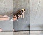 Puppy Puppy 5 American Bulldog