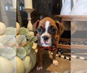 Boxer Puppy for sale in CUMBERLAND COLLEGE, KY, USA