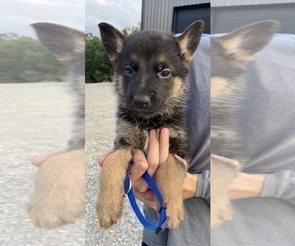 Medium Photo #2 German Shepherd Dog Puppy For Sale in CRAB ORCHARD, KY, USA