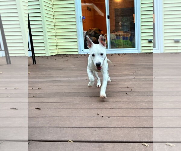 Medium Photo #4 Dogo Argentino-Unknown Mix Puppy For Sale in Rockaway, NJ, USA