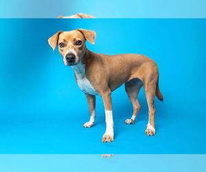 Liza - Female Coonhound-Rhodesian Ridgeback Mix Dog for Adoption - Photo #3