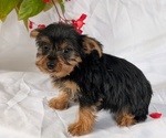 Small #4 Yorkshire Terrier