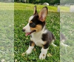 Small Photo #1 Pembroke Welsh Corgi Puppy For Sale in WESTMORELAND, TN, USA