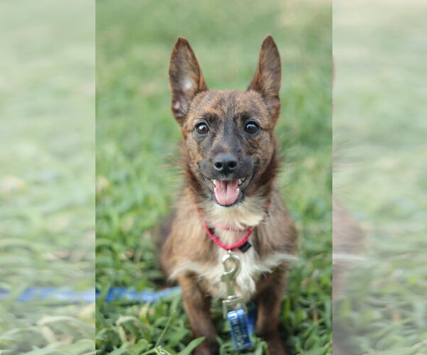 Medium Photo #19 Mutt Puppy For Sale in Philadelphia, PA, USA
