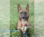 Small #18 Mutt