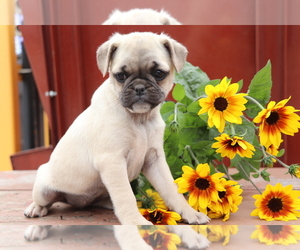 Mutt-Pug Mix Puppy for sale in SHILOH, OH, USA
