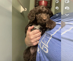 Small Photo #17 Golden Mountain Doodle  Puppy For Sale in REYNOLDSBURG, OH, USA