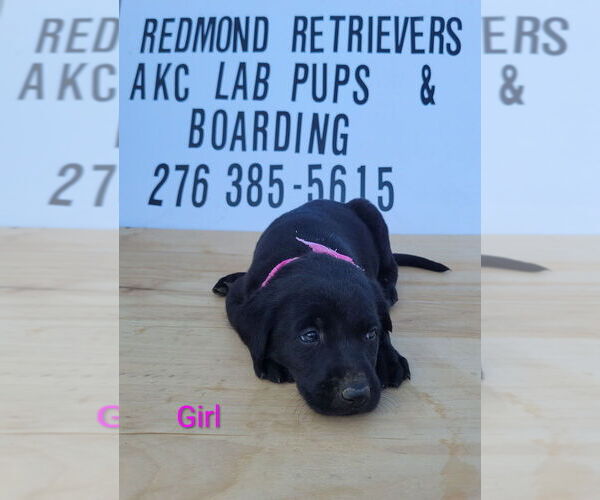 Medium Photo #5 Labrador Retriever Puppy For Sale in LEBANON, VA, USA