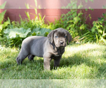Small Photo #10 Cane Corso Puppy For Sale in WAKARUSA, IN, USA