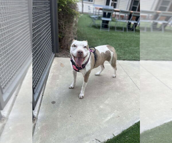 Medium Photo #2 Staffordshire Bull Terrier Puppy For Sale in FRAMINGHAM, MA, USA