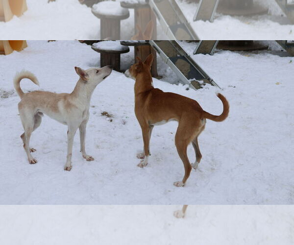 Medium Photo #5 Saluki-Whippet Mix Puppy For Sale in Sebec, ME, USA