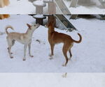 Small #4 Saluki-Whippet Mix