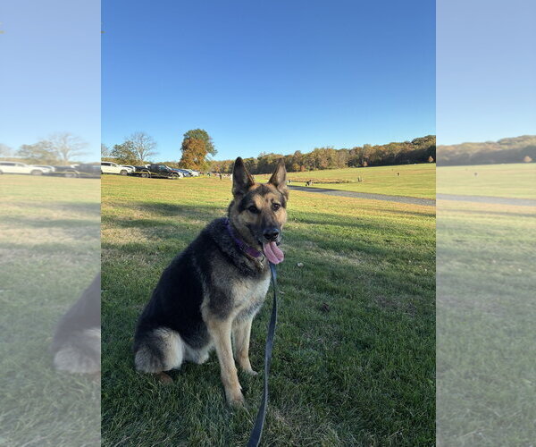 Medium Photo #9 German Shepherd Dog Puppy For Sale in Millburn, NJ, USA