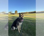 Small #8 German Shepherd Dog