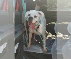 Alfa - Female Boxer Dog for Adoption - Photo #14