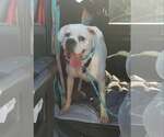 Small Photo #14 Boxer Puppy For Sale in Burnsville, MN, USA