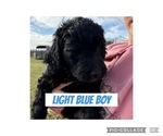 Puppy Light Blue Goldendoodle
