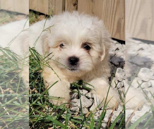 Medium Photo #6 Zuchon Puppy For Sale in SHAWNEE, KS, USA