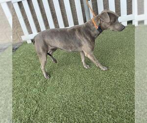 Mutt Dogs for adoption in Modesto, CA, USA