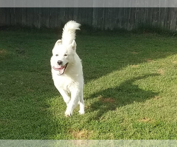 Medium Photo #25 Chow Chow-Great Pyrenees Mix Puppy For Sale in Houston, TX, USA