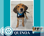 Small #2 Labrador Retriever Mix
