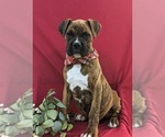 Small Photo #1 Boxer Puppy For Sale in QUARRYVILLE, PA, USA