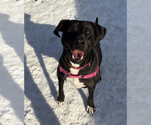 Medium Photo #8 Mutt Puppy For Sale in Elmsford, NY, USA