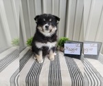 Small Photo #9 Pomsky Puppy For Sale in BELLEVUE, IA, USA