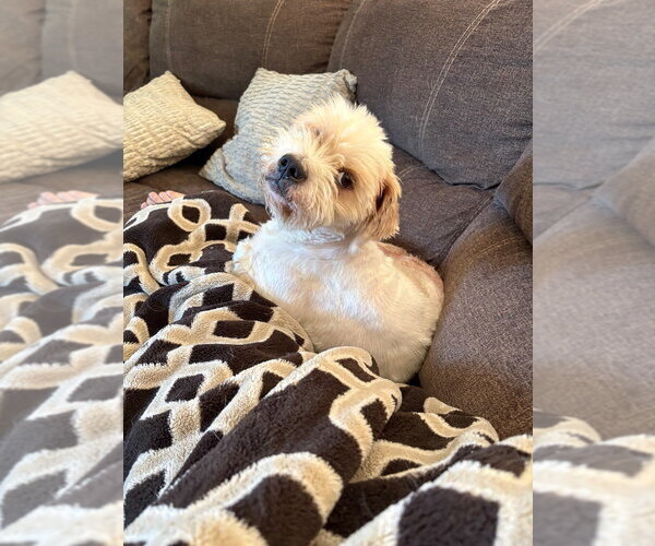 Medium Photo #3 Maltese-Unknown Mix Puppy For Sale in Andover, MN, USA