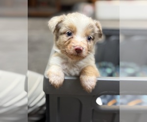 Australian Shepherd Puppy for sale in MIDDLESEX, NC, USA