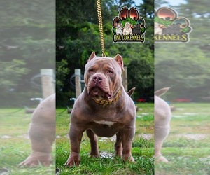 Father of the American Bully puppies born on 08/14/2023