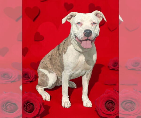 Medium Photo #3 Catahoula Leopard Dog-Unknown Mix Puppy For Sale in Talladega, AL, USA