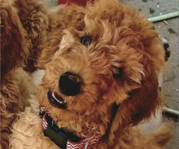 Medium Photo #1 Poodle (Standard) Puppy For Sale in DEXTER, MO, USA