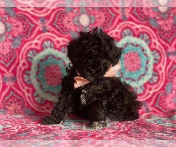 Medium Photo #3 Cavapoo Puppy For Sale in LANCASTER, PA, USA