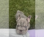 Small #8 French Bulldog