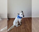Small Huskies Mix