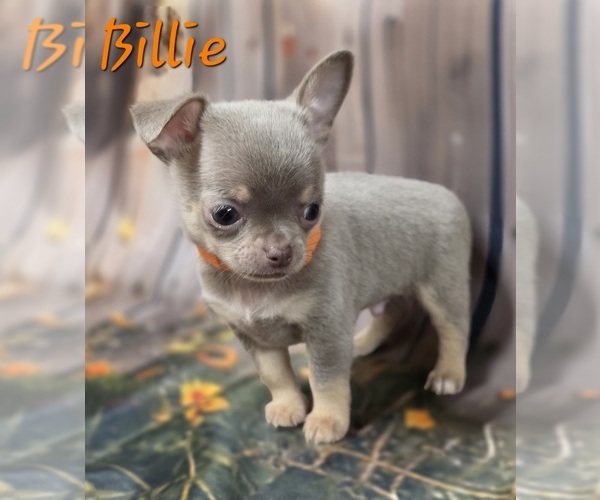 Medium Photo #3 Chihuahua Puppy For Sale in HOMERVILLE, GA, USA