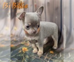 Small #2 Chihuahua