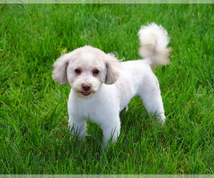 Poodle (Miniature) Puppy for Sale in SYRACUSE, Indiana USA