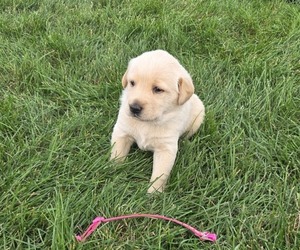 Golden Labrador Puppy for Sale in HAZEL GREEN, Wisconsin USA