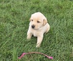 Litter of 5 - Male(s) and Female(s) Golden LabradorLitter of Puppies for Sale - Small photo