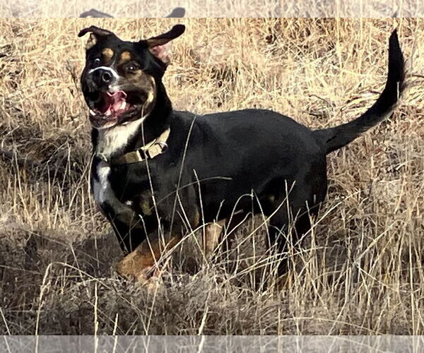 Medium Photo #1 Mutt Puppy For Sale in Polson, MT, USA