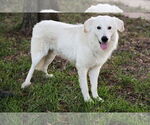 Small #4 Great Pyrenees