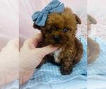 Small #17 Poodle (Toy)