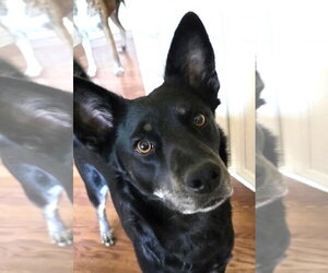 Australian Kelpie Dogs for adoption in Winter Park, CO, USA