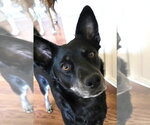 Small Australian Kelpie